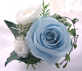 �v���U�[�u�h�t�����[�̃u�[�g�j�A