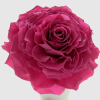 �E�G�f�B���O�u�[�P���v���U�[�u�h�t�����[�u�[�P�� �����A�u�[�P