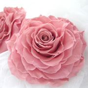 �v���U�[�u�h�������A